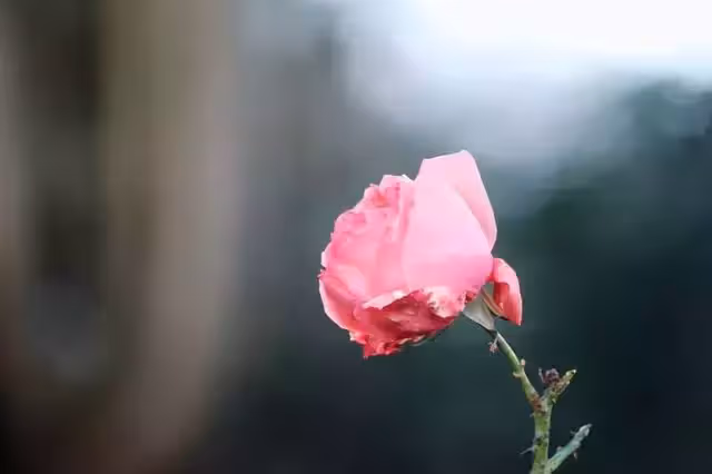 酒水婚宴均是女方出錢,份子錢婆婆拿走大半,兒媳當晚發飆:過分