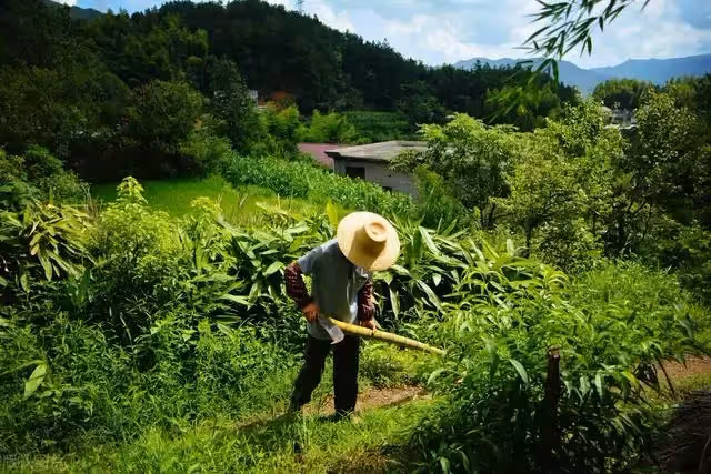 親家要求兒子倒插門,老母親樂得合不攏嘴,直呼還有這等好事