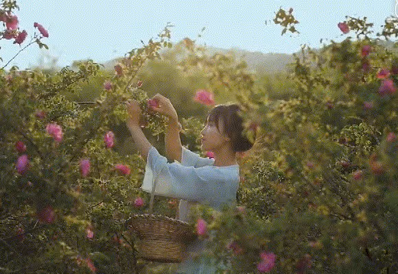從酒吧DJ到坐擁千萬粉絲，李子柒的「清醒」，會讓多少網紅臉紅？