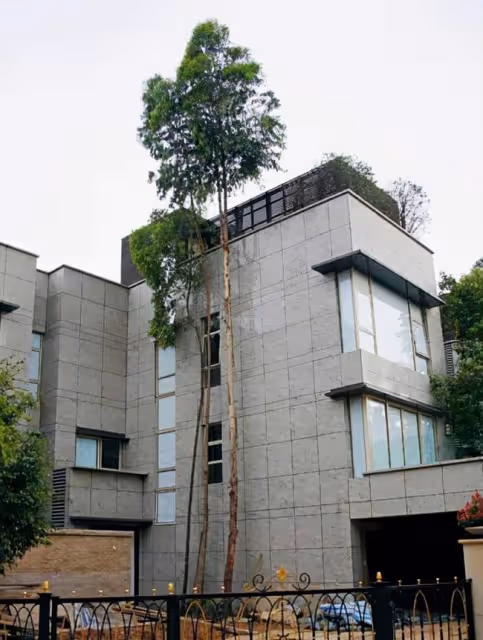 黎明在香港住的豪宅:院子裡種著超高的樹,比他家四層房子還要高