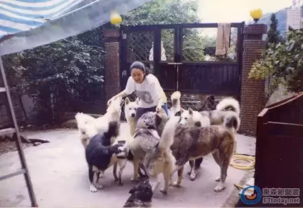 為行善破產!譚艾珍為救「70隻流浪動物」傾家蕩產住鐵皮屋 先生「臨終遺言」點醒她:立志當討喜歐巴桑