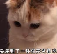 南洋雙胞胎妹妹生下私生子的瓜