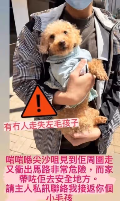 有愛！TVB上位小生街頭救下走失狗狗，成功找到主人獲贊好人好事