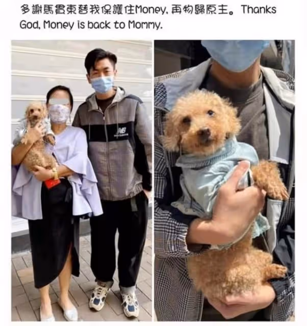 有愛！TVB上位小生街頭救下走失狗狗，成功找到主人獲贊好人好事