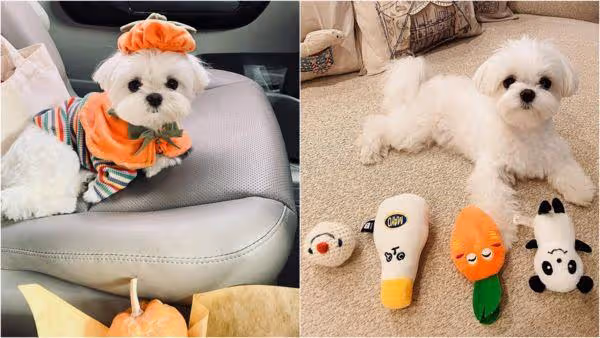 汪汪!愛犬也來看媽媽孫藝真結婚 孔曉振懷裡直盯:我有爸爸了,是玄彬