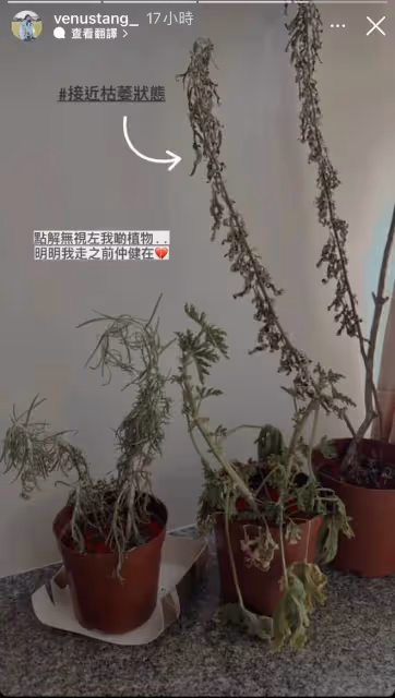 28歲港星被狗咬傷!做4次手術住院2周才出院,還因此喪失拍劇機會