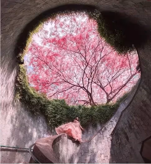 不只是魚尾獅公園!2022年新加坡必去的『10個打卡景點』🌸欣賞不一樣的花園城市~