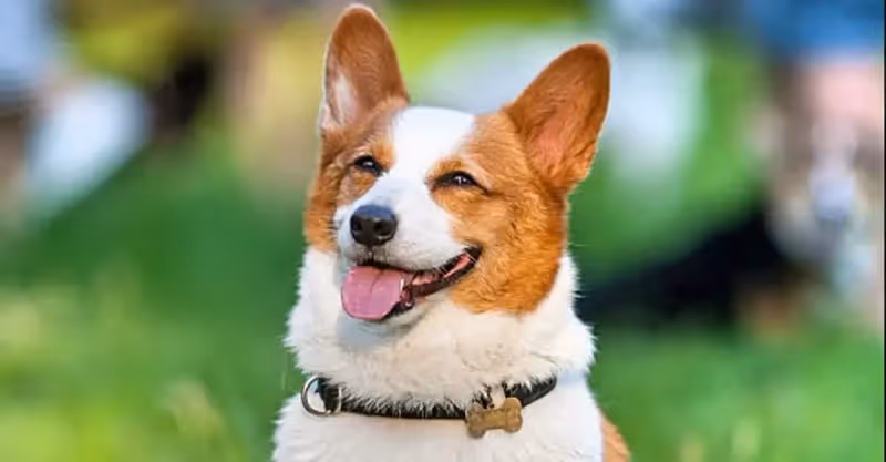 癡漢忠犬系列:寵文小說推薦