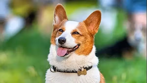 癡漢忠犬系列:寵文小說推薦