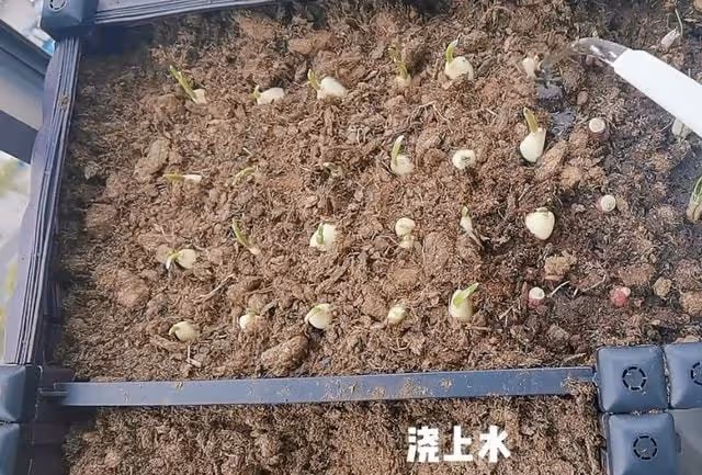鄭愷老婆曬隔離日常:豪宅內搭帳篷看夜景很愜意,1歲女兒罕露面
