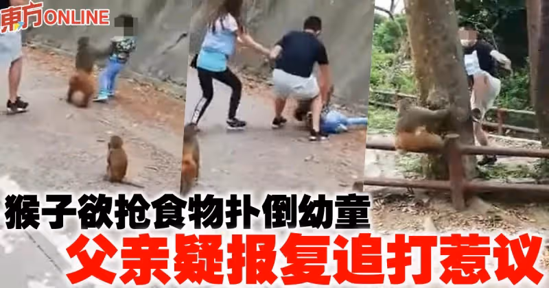 猴子欲搶食物撲倒幼童　父親疑報復追打惹議