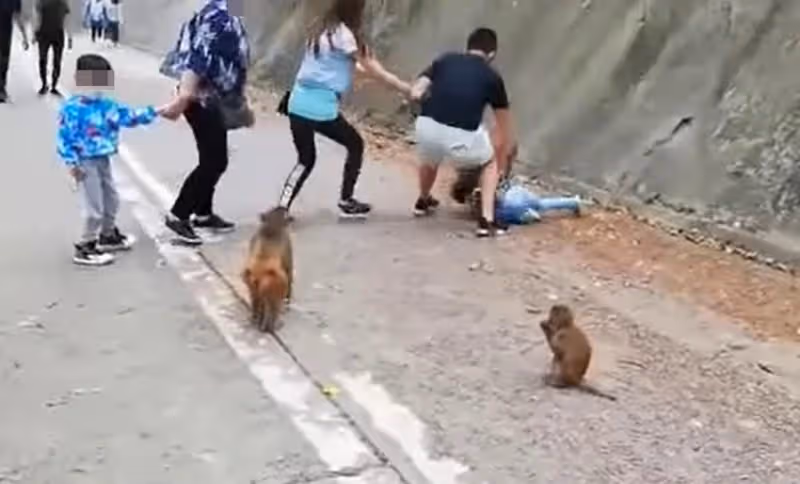 猴子欲搶食物撲倒幼童　父親疑報復追打惹議