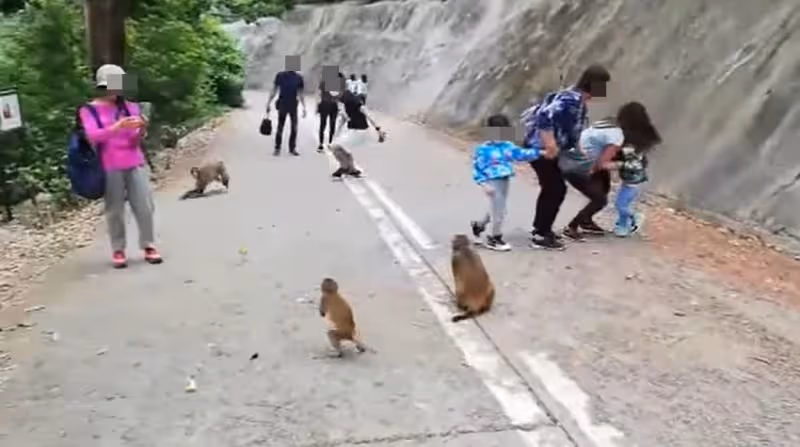猴子欲搶食物撲倒幼童　父親疑報復追打惹議
