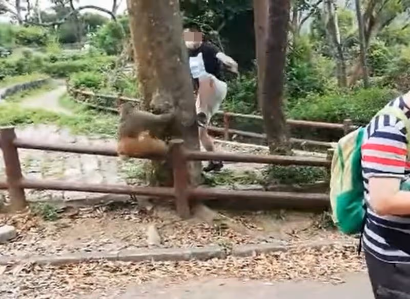 猴子欲搶食物撲倒幼童　父親疑報復追打惹議