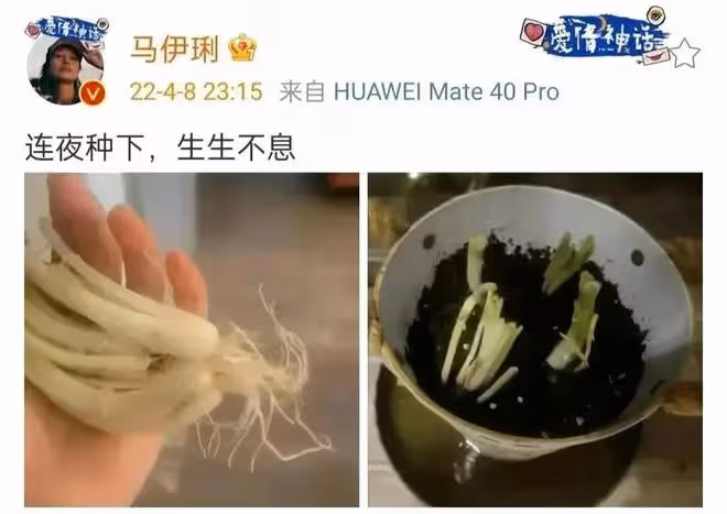 汪小菲實體店每月虧損200萬，眾明星出現斷糧，紛紛種菜自給自足