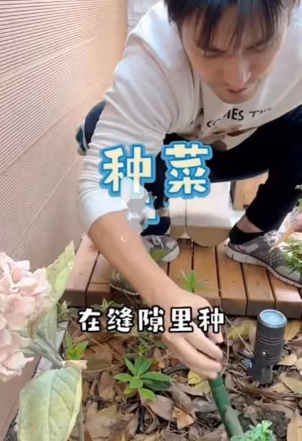 汪小菲實體店每月虧損200萬，眾明星出現斷糧，紛紛種菜自給自足