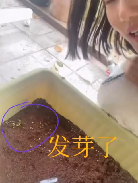 汪小菲實體店每月虧損200萬，眾明星出現斷糧，紛紛種菜自給自足