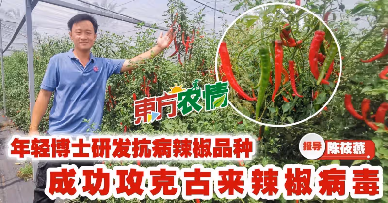 全馬唯一研發抗病基因種子　讓農民沒有種不起的菜