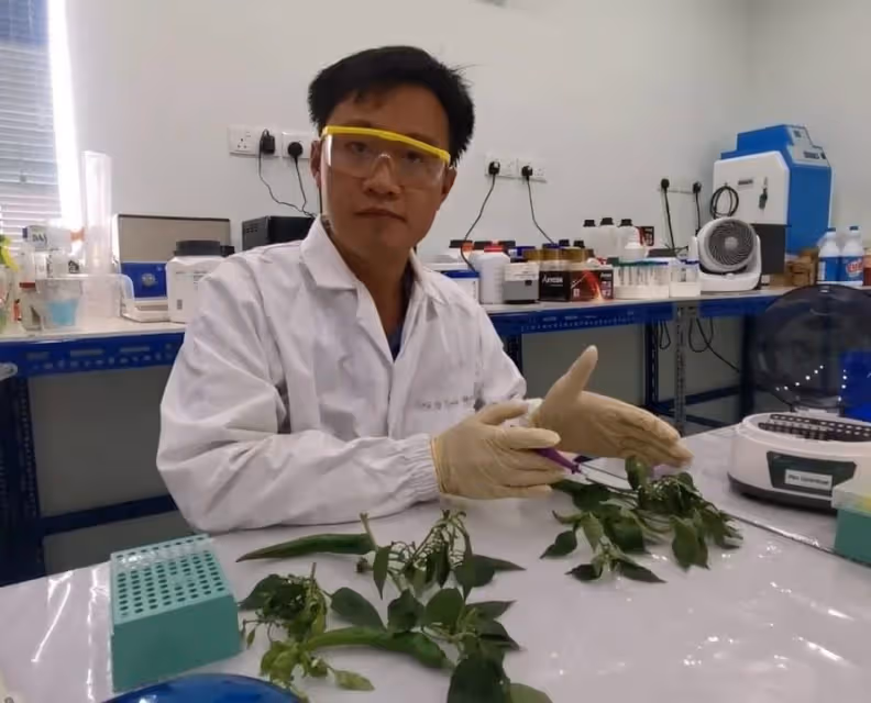 全馬唯一研發抗病基因種子　讓農民沒有種不起的菜