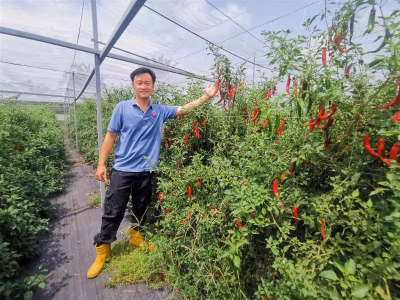 全馬唯一研發抗病基因種子　讓農民沒有種不起的菜