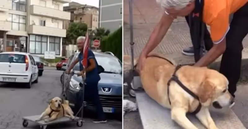 狗狗年老走不動道，老人每天「拖推車」帶牠散步，老人：牠的時光並不多了❤