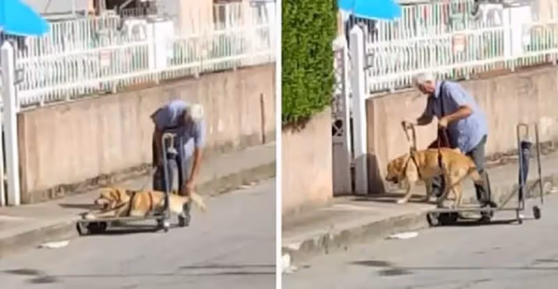 狗狗年老走不動道,老人每天「拖推車」帶牠散步,老人:牠的時光並不多了❤