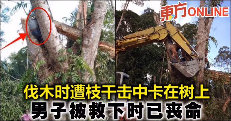 伐木時遭枝幹擊中卡在樹上　男子被救下時已喪命