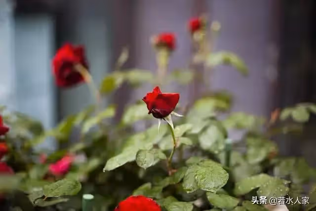「作孽啊，我們該怎麼做？」公婆撞破了兒媳不堪的一幕，痛心疾首