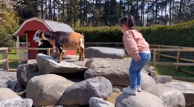 謝霆鋒妹妹帶娃遊動物園,3歲女兒扎小辮太可愛,孩子生父疑同行