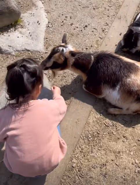 謝霆鋒妹妹帶娃遊動物園,3歲女兒扎小辮太可愛,孩子生父疑同行