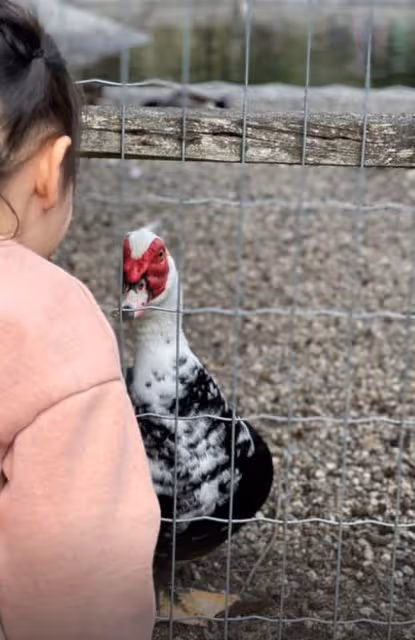 謝霆鋒妹妹帶娃遊動物園,3歲女兒扎小辮太可愛,孩子生父疑同行