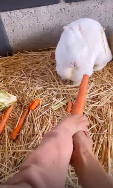 謝霆鋒妹妹帶娃遊動物園,3歲女兒扎小辮太可愛,孩子生父疑同行