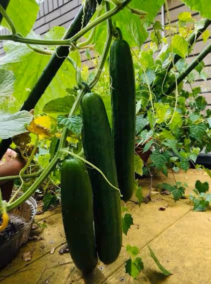 煮菜完全不用買!許傑輝屋頂「造50坪農園」種地當悠哉都市農夫!忘掉煩惱「親自打理」:菜園是我最喜歡的地方