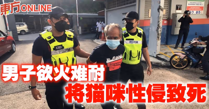 男子性侵貓致死　認罪獲准6000令吉保釋
