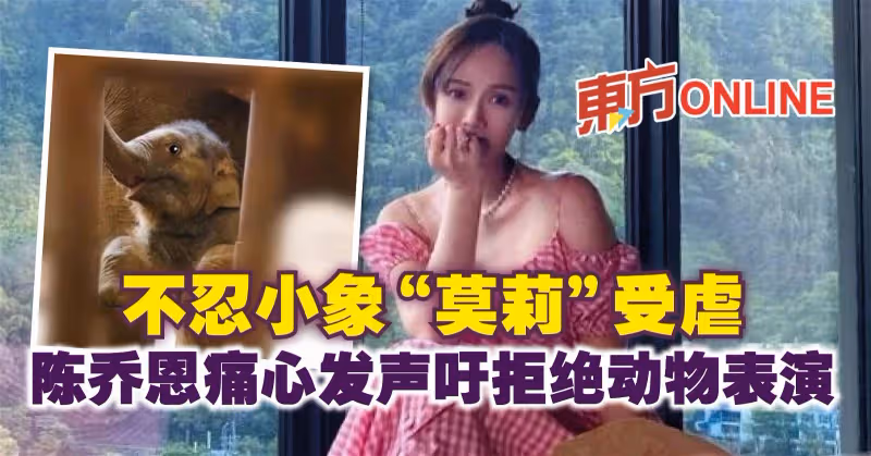 不忍小象「莫莉」受虐　陳喬恩痛心發聲吁拒絕動物表演