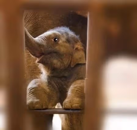 不忍小象「莫莉」受虐　陳喬恩痛心發聲吁拒絕動物表演