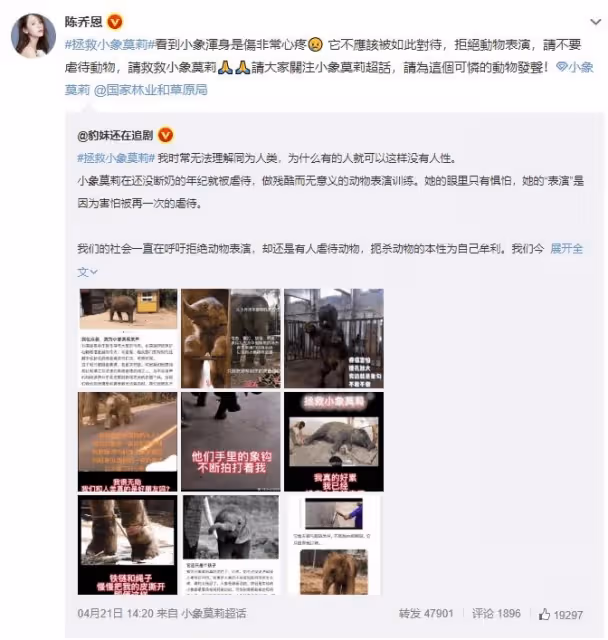 不忍小象「莫莉」受虐　陳喬恩痛心發聲吁拒絕動物表演