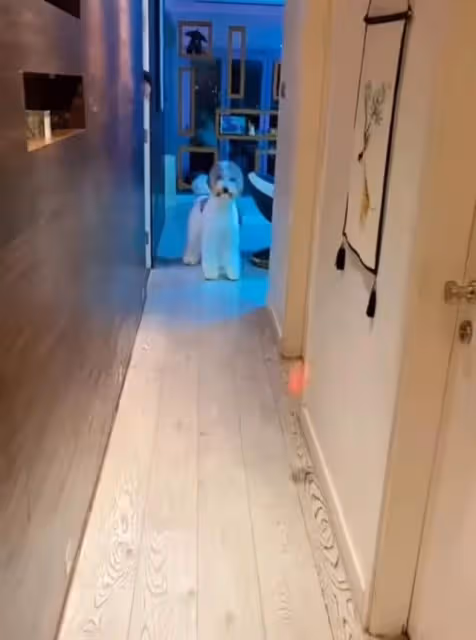 生活富貴！香港知名女星大曬千萬豪宅，光養寵物就至少月花3萬