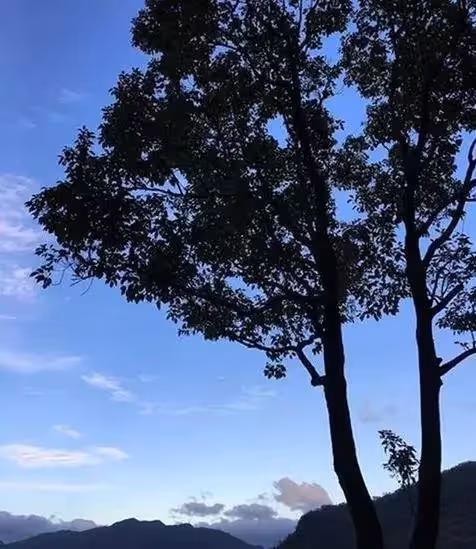 張惠妹為接媽北上「買上億豪宅」,無比奢華出門是森林,打開家門驚嘆:終於找到像台東的家!