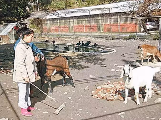 68歲甄妮息影回歸田園,16年前買下1萬6千坪農場,親自開除草機,被酸「不當歌星當農婦」:令人嚮往的晚年生活
