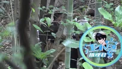 鞠婧禕拍戲遭陌生男偷拍!場務將其綁樹上教訓,現場起衝突引爭議