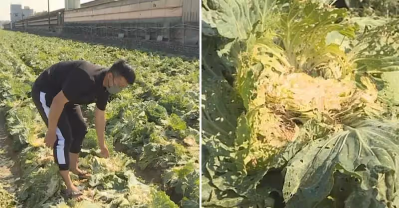 雲林菜農辛苦大半年，2.5萬顆高麗菜顆粒無收，11位老人把菜全收走，逮住卻稱：這不是沒人要的嗎