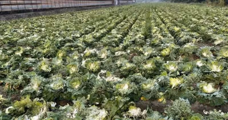 雲林菜農辛苦大半年,2.5萬顆高麗菜顆粒無收,11位老人把菜全收走,逮住卻稱:這不是沒人要的嗎