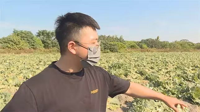 雲林菜農辛苦大半年,2.5萬顆高麗菜顆粒無收,11位老人把菜全收走,逮住卻稱:這不是沒人要的嗎