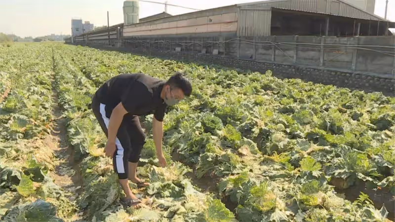 雲林菜農辛苦大半年,2.5萬顆高麗菜顆粒無收,11位老人把菜全收走,逮住卻稱:這不是沒人要的嗎