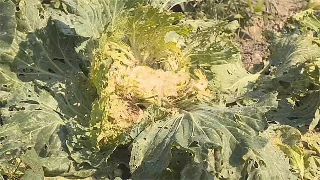 雲林菜農辛苦大半年,2.5萬顆高麗菜顆粒無收,11位老人把菜全收走,逮住卻稱:這不是沒人要的嗎