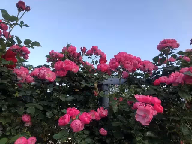 婆媳矛盾沒有贏家,哥嫂搬出了爸媽買的婚房,媽媽孤獨,哥哥無奈