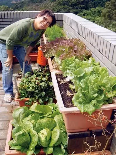 55歲許傑輝頂樓變菜園,自己種菜自己吃,當「城市農夫」20年:是一種修行