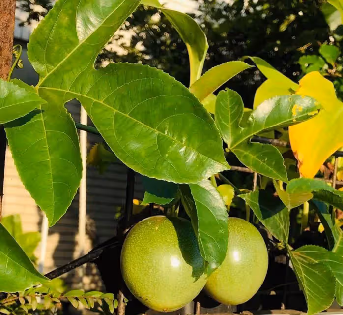 55歲許傑輝頂樓變菜園,自己種菜自己吃,當「城市農夫」20年:是一種修行