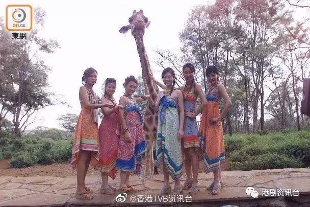 花費百萬助出征日本!TVB金禧《港姐》勢必大搞